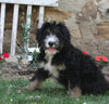 Bernedoodle For Sale Millersburg OH Female-Reese