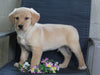 Labrador Retriever Mix For Sale Fredericksburg, OH Male- Cody