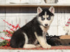 AKC Registered Siberian Husky For Sale Millersburg, OH Female- Suetta