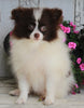ACA Registered Pomeranian For Sale Millersburg OH -Female Sally