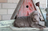 AKC Registered Silver Labrador Retriever For Sale Sugarcreek, OH Female- Stella