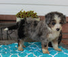 Mini Aussiedoodle For Sale Millersburg OH Female-Chloe