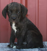 Beabull For Sale Wooster OH Male-Terrence