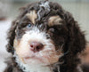Bernedoodle For Sale Dundee OH Male-Arthur
