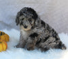 Mini Sheepadoodle For Sale Millersburg OH Male-George