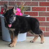 AKC Registered German Shepherd For Sale Millersburg OH Female-Bridget