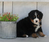 AKC Registered Bernese Mountain Dog For Sale Millersburg OH Male-Mack