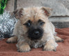 AKC Registered Cairn Terrier For Sale Millersburg OH Female-Katy