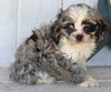 Cockapoo For Sale Millersburg OH Female-Casey