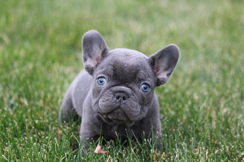 AKC Registered French Bulldog For Sale Millersburg, OH Female- Cora