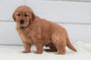 AKC Registered Golden Retriever For Sale Millersburg, OH Male- Max
