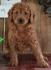F1B Mini Goldendoodle For Sale Sugarcreek OH -Female Macey