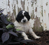 AKC Registered Standerd Poodle For Sale Millersburg OH Male-Dozer