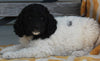 AKC Registered Standard Poodle For Sale Millersburg OH -Female Stormie