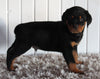 AKC Registered Rottweiler For Sale Sugarcreek OH Male-Bruno