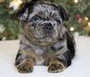 AKC Registered 'Fluffy' French Bulldog For Sale Fredericksburg OH Female-Luna