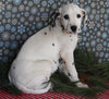 Dalmation For Sale Millersburg OH Male-Mitch