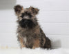 AKC Registered Cairn Terrier For Sale Millersburg, OH Male- Sparky