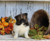 ACA Registered Pomeranian For Sale Millersburg OH Female-Isabella