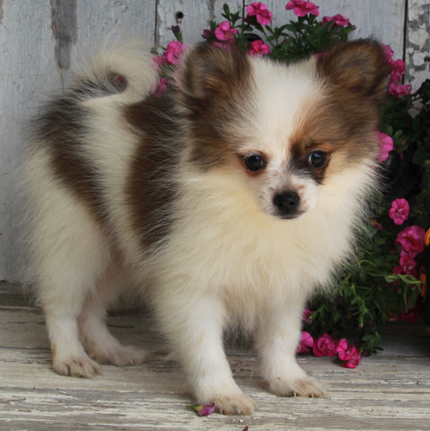 ACA Registered Pomeranian For Sale Millersburg OH -Female Sarah