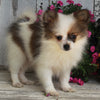 ACA Registered Pomeranian For Sale Millersburg OH -Female Sarah