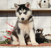 AKC Registered Siberian Husky For Sale Millersburg, OH Male- Jordon