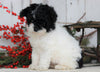 Toy Poodle For Sale Millersburg, OH Female- Kathy