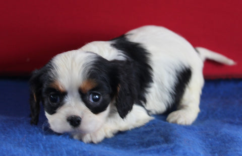 AKC Registered Cavalier For Sale Millersburg OH Female-Molly