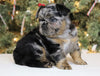 AKC Registered 'Fluffy' French Bulldog For Sale Fredericksburg OH Female-Luna