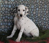 Dalmation For Sale Millersburg OH Male-Mitch