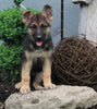 AKC Registered German Shepherd For Sale Millersburg OH Male-Blake