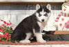 AKC Registered Siberian Husky For Sale Millersburg, OH Female- Sally