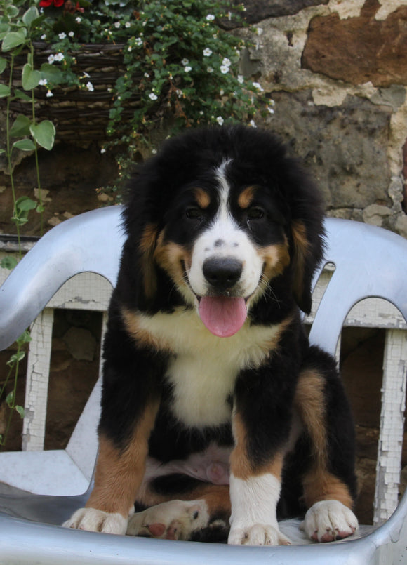 Bernedoodle For Sale Millersburg OH Male-Snickers
