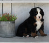 AKC Registered Bernese Mountain Dog For Sale Millersburg OH Male-Elijah