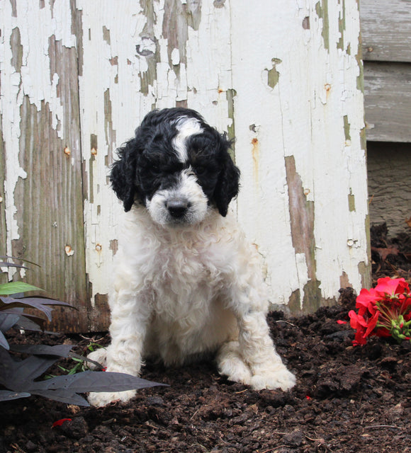 AKC Registered Standerd Poodle For Sale Millersburg OH Male-Dozer