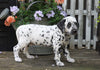 AKC Registered Dalmatian For Sale Millersburg, OH Male- Rascal