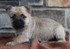 AKC Registered Cairn Terrier For Sale Millersburg OH Female-Katy
