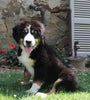 Bernedoodle For Sale Millersburg OH Male-Snickers