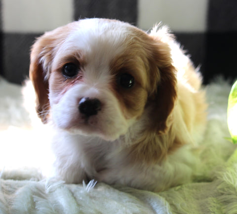 Cavachon For Sale Fredericksburg OH Female-Zoey