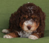 Mini Aussiedoodle For Sale Fredericksburg OH -Female Cinnamon