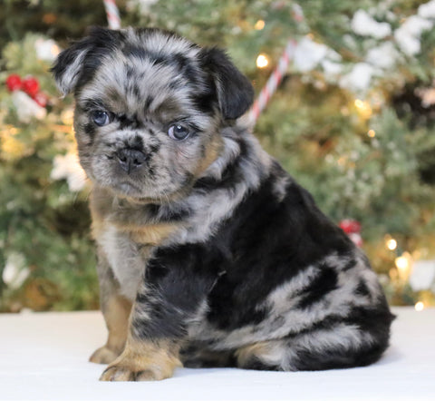 AKC Registered 'Fluffy' French Bulldog For Sale Fredericksburg OH Female-Luna