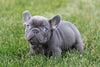 AKC Registered French Bulldog For Sale Millersburg, OH Female- Cora