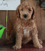 F1B Mini Goldendoodle For Sale Sugarcreek OH -Male Rambo