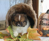 ACA Registered Pomeranian For Sale Millersburg OH Male-King