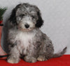 Mini Sheepadoodle For Sale Millersburg OH Female-Gina