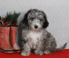 Mini Sheepadoodle For Sale Millersburg OH Female-Gina