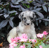 AKC Registered Standerd Poodle For Sale Millersburg OH Male-Denver