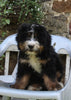 Bernedoodle For Sale Millersburg OH Male-Max