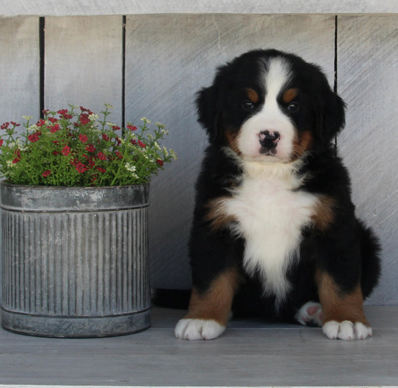 AKC Registered Bernese Mountain Dog For Sale Millersburg OH Female-Sierra