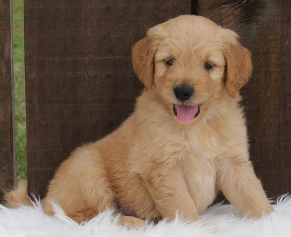 Mini Goldendoodle For Sale Millersburg OH Male-Mason